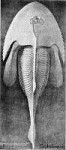 Cephalaspissp.(ThePopularsciencemonthly,1913,Volume82).jpg