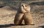 Prairie-dogs-1.jpg