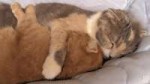 cat-hugs-58b95d51a3b1ed028cd46211-g.gif