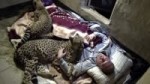 15 Minute Cheetah Cuddling & Purring Day & Night Relaxing A[...].webm