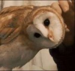 .gif