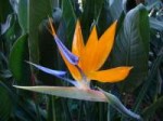 Bird-of-Paradise-Flower.jpg