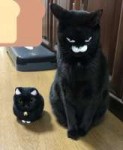 котэ-face-swap-4229675.jpeg