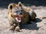 Hyena-laughing.jpg