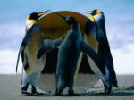 Penguins тестинг ( корркц - Colour Dimmer).png