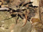 u-m-biologists-capture-super-creepy-photos-of-amazon-spider[...].jpg