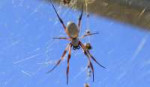 Nephilaedulis-GoldenOrbWeaver-copy.jpg