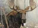 52080-bull-moose.jpg