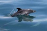 Common-dolphin-calf-mornington-50-e1458884233936.jpg