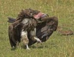 116-1-nubian-vulture-1024.jpg