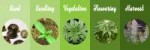 Marijuana-grow-stages.png