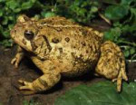 americantoad.jpg