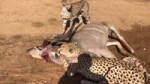 CheetahsTakeDownKuduNexttoTouristsonWalkingSafari.mp4