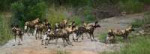 500px-WildDogKrugerNationalParkSouthAfrica.jpg