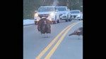 TurkeyHaltsTrafficonNewHampshireRoadSoOthersCanCross.mp4