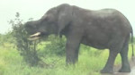 HugeElephantChargeVehicleonwetroadinKrugerNationalPark..mp4