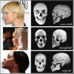 The+skull+differences+between+the+three+major+anthropologic[...]