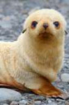 7fc4925986dbe99d7c10667737b5650c--baby-seal-sea-lions.jpg