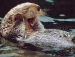 animal-beaver-cute-otter-yawn-Favim.com-132640.jpg