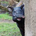 curious tapir.jpg