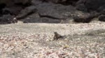 Iguana vs SnakesPlanet Earth II.mp4