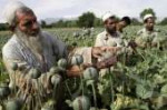 afghanistan-opium.jpg