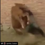 mongolianhorsewrestling.webm