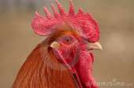 cockerel-head-106762.jpg