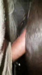 1219 - anus artisthorse365555 closeup dirtyanus filly hasau[...].mp4