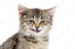 depositphotos20005797-stock-photo-tabby-kitten-smiling.jpg