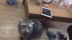 котосирена.webm