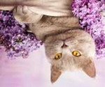 2017AnimalsCatsBeautifulBritishcatwithlilacflowers116288.jpg