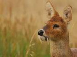 chinese-water-deer.jpg