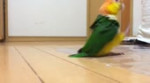 parrot walks.webm