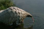 Pangolin-Images-046.jpg