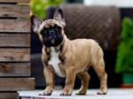 French-bulldog-puppies-florida-breeders.webp