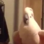 popuparrot.mp4