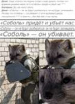 соболь.jpg