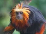 tamarin25.jpg