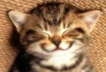 84206445happycat.jpg