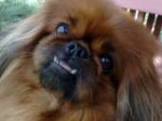 1536322204-stolica-s-su-pekines.jpg