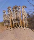 meerkats.jpg