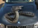 Snakeocat