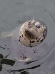 harbour-seal-waiting.jpg