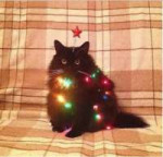 7fdd31dfba061fcc10c027a9797fbbe8--christmas-kitty-christmas[...].jpg