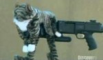 kittycornergun.jpg