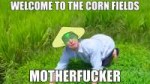 corn fields.png