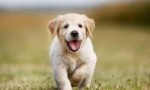 golden-retriver6.jpg