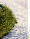 snow-grass-466845.jpg