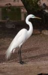 800px-Greategret.jpg